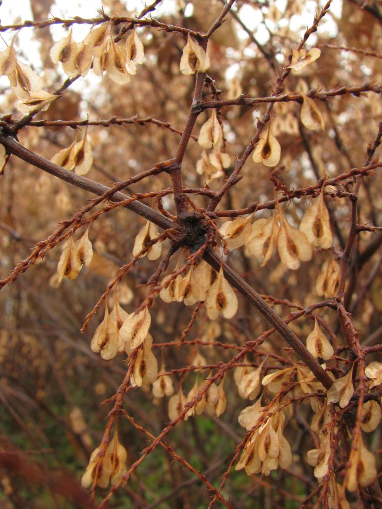 invazivne japonski dresnik Fallopia_japonica_Stanezice_F08-11.jpg