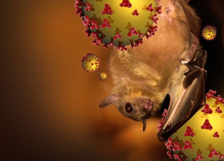 virus nipah1.jpg
