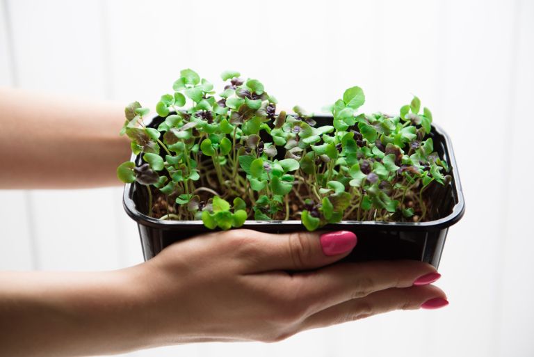 mikrozelenje bazilike