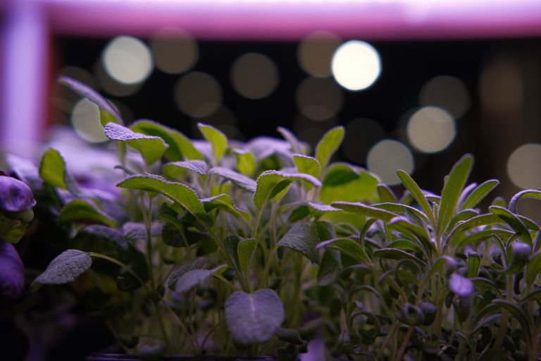 Mikrozelenje žajblja