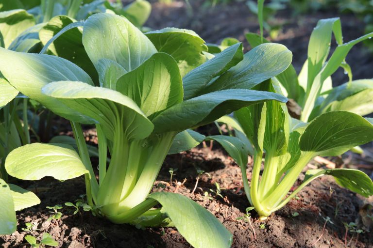 Pak choi