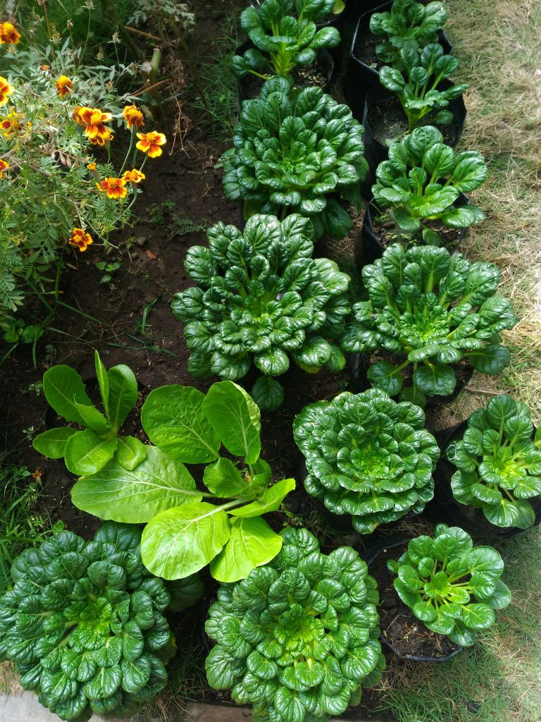 Tatsoi