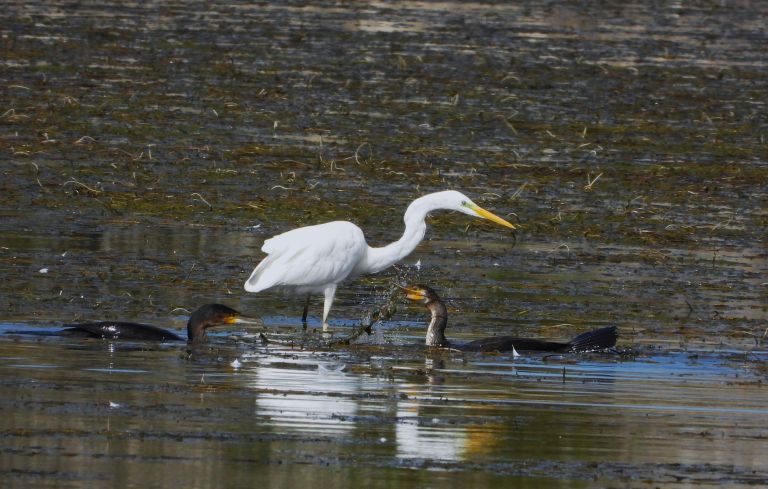 kormoran in velika bela čaplja.JPG