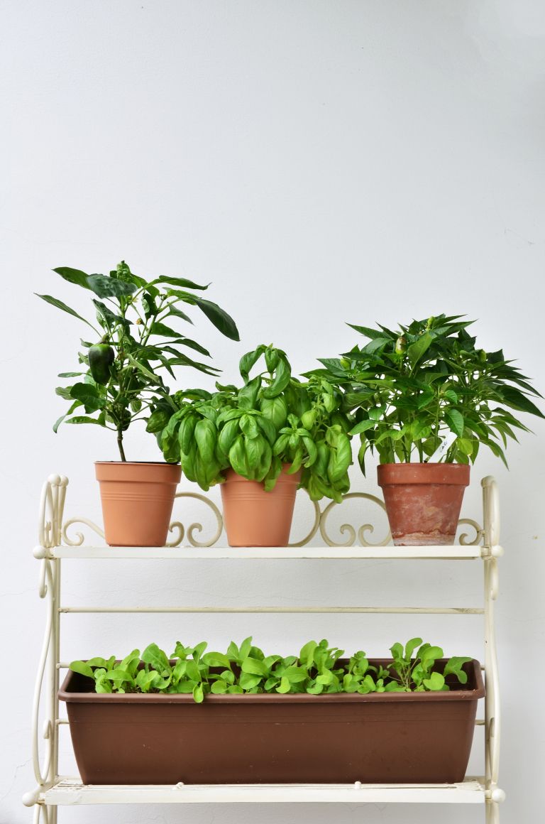 zelenjava na okenski polici