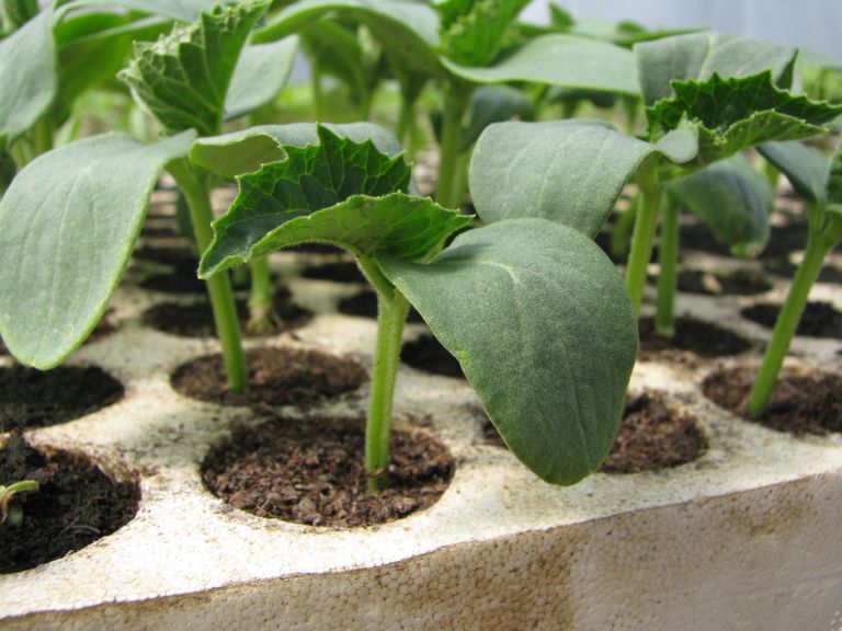 janin vrt Miša2.jpg