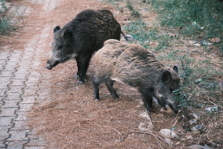 mv-divji prašiči.jpg