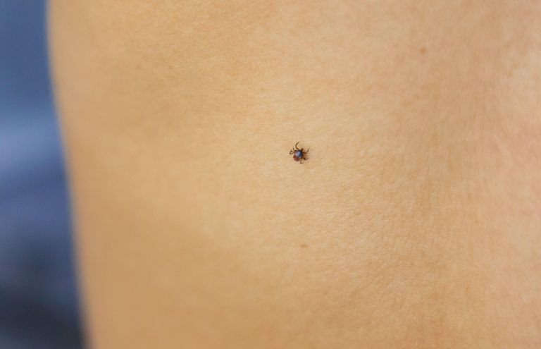 podstavek, voda, tigrasti-komarji