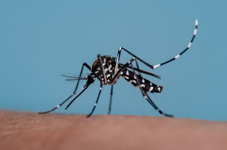 podstavek, voda, tigrasti-komarji