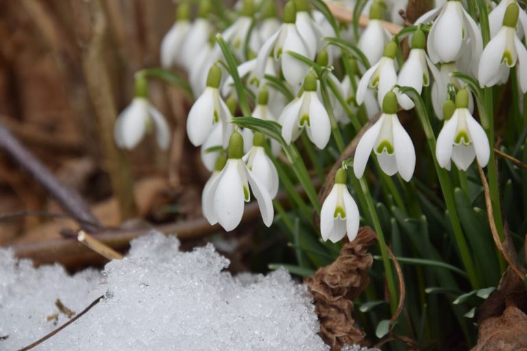 februar-snowdrop-2136964.jpg