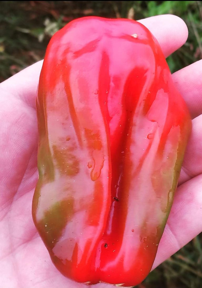 paprika 'Criolla de Cocina'