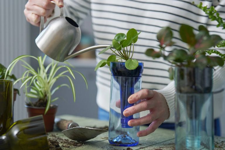 zalivanje-balkonskih-roz