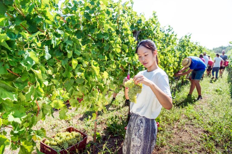 fakultete-za-vinogradnistvo-in-vinarstvo