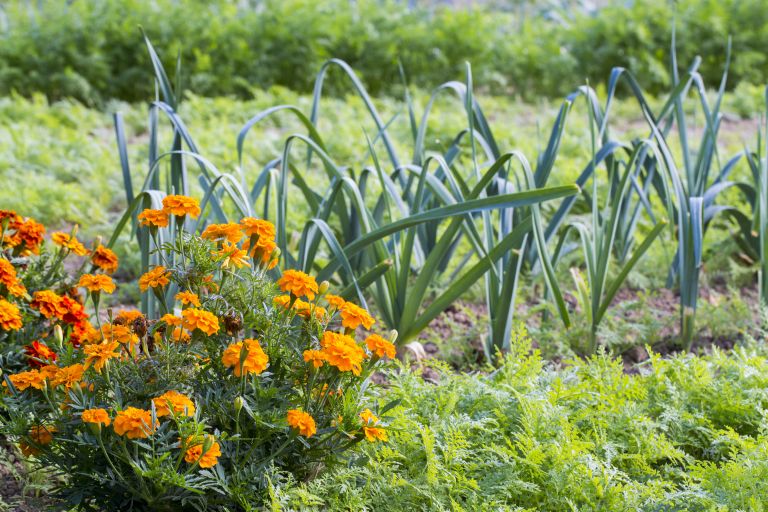 tagetes v zelenjavnem vrtu