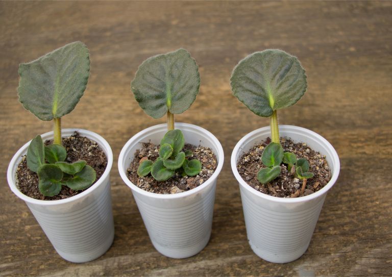 vegetativno razmnoževanje 4