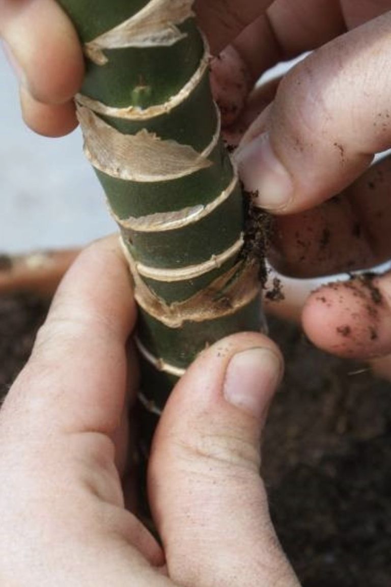 vegetativno razmnoževanje 14