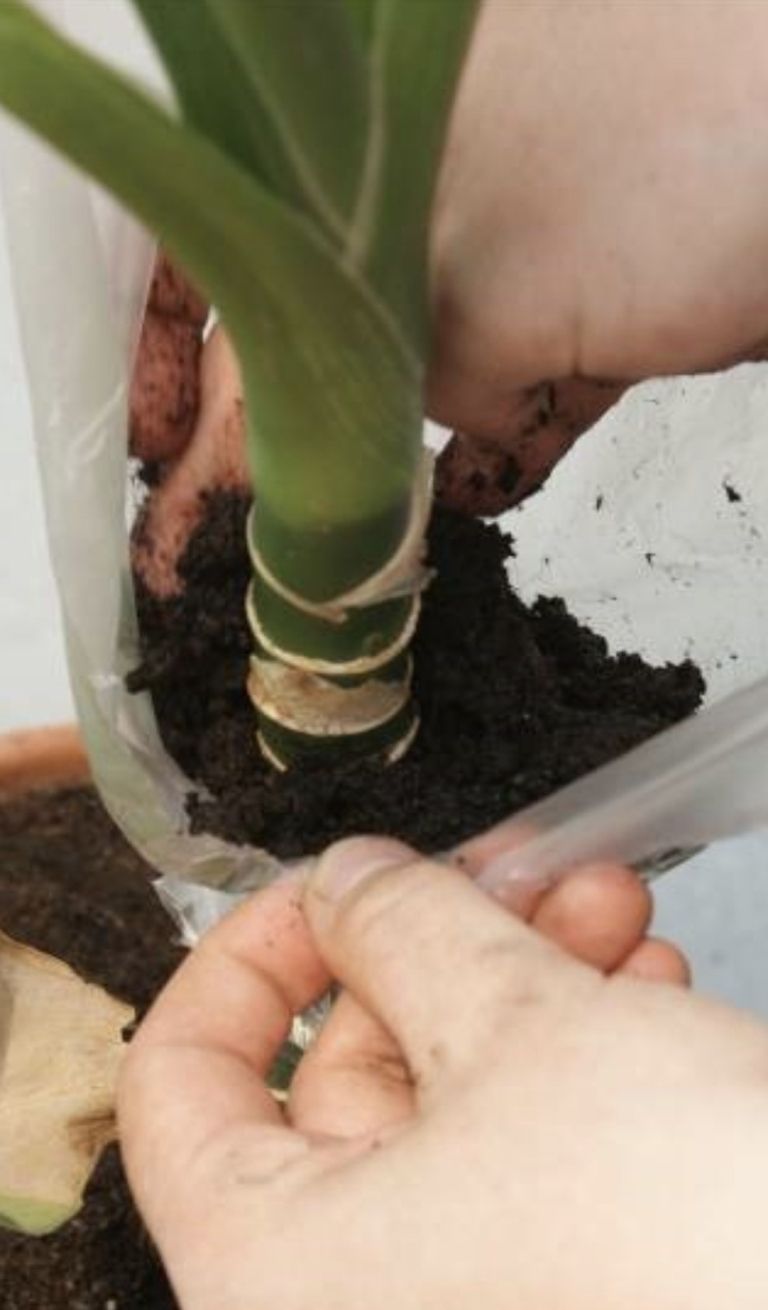 vegetativno razmnoževanje 15