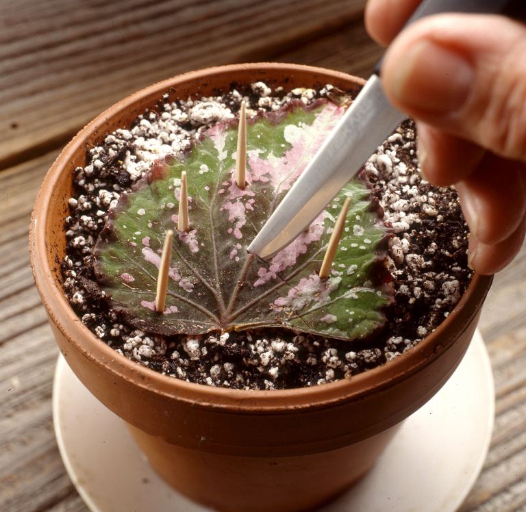 razmnoževanja Begonie rex 6