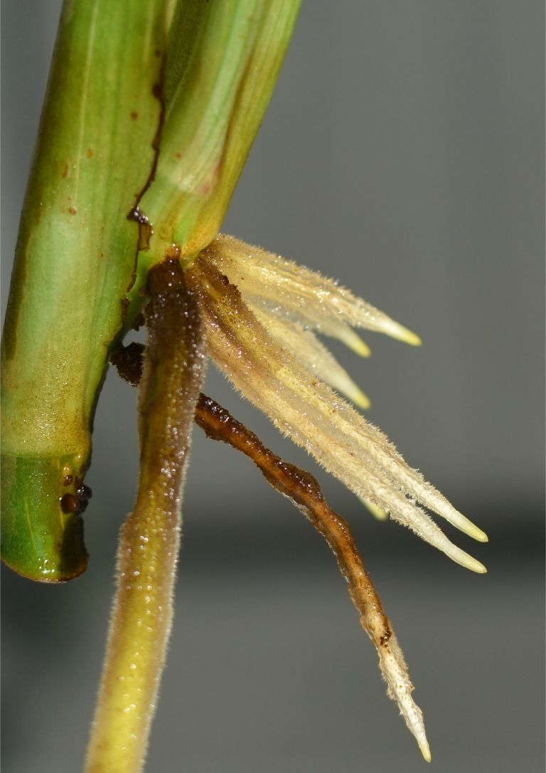 vegetativno razmnoževanje 12