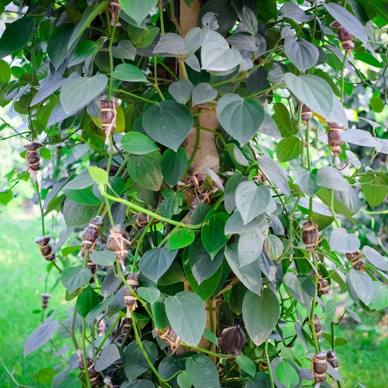 vegetativno (nespolno) razmnoževanje