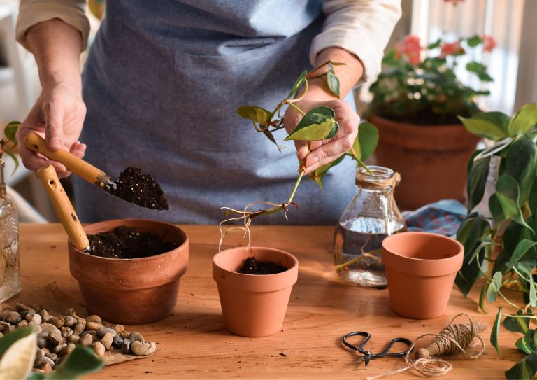 razmnoževanje sobnih rastlin
