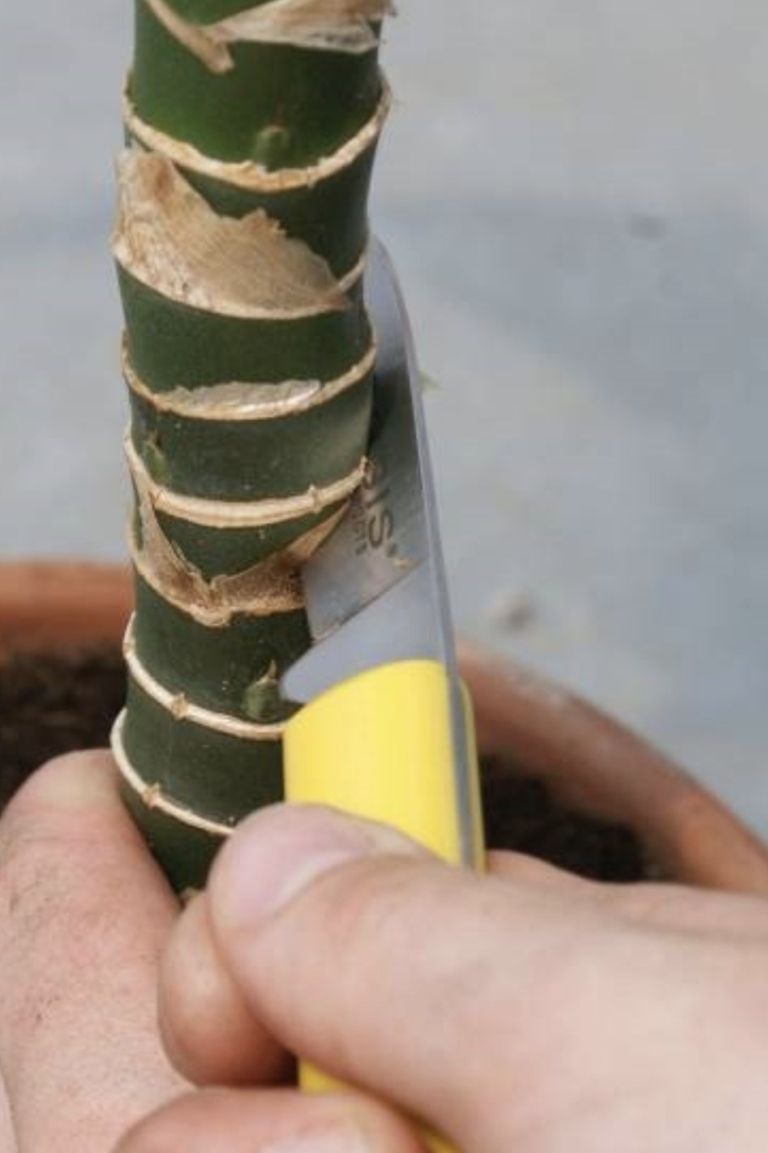 vegetativno razmnoževanje 13