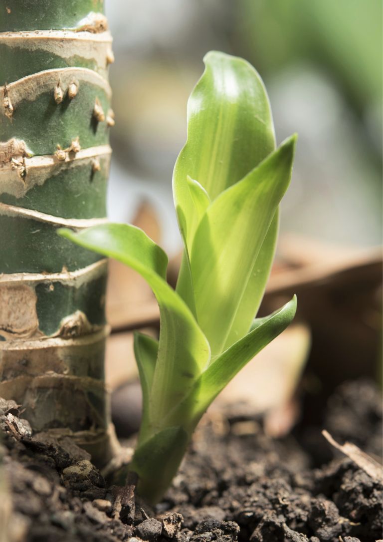 vegetativno razmnoževanje 19