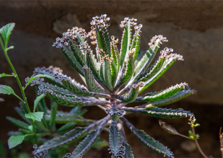 »živorodne« rastline