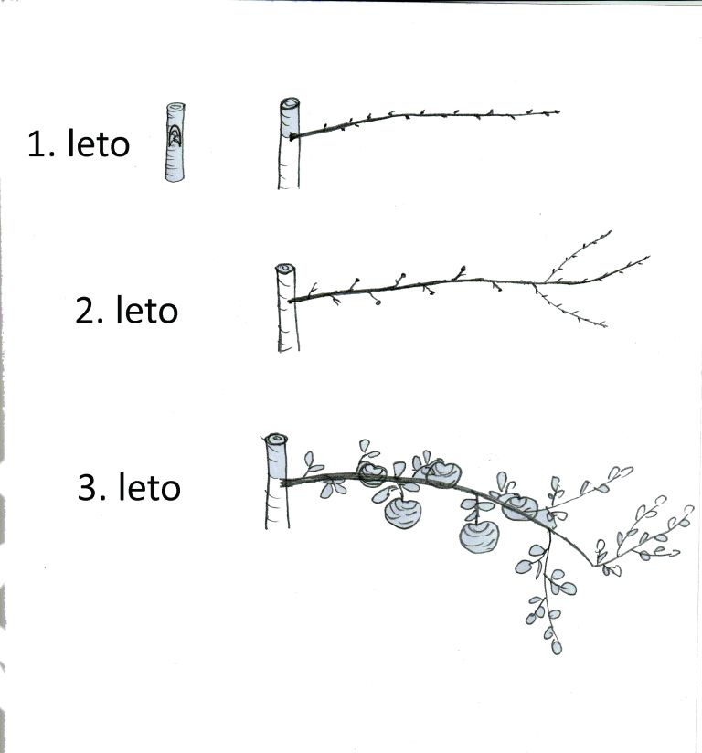 Shema spontanega razvoja rodne veje
