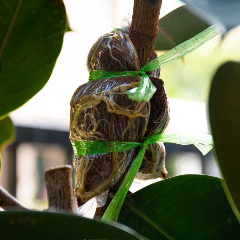 Razmnoževanje fikusa