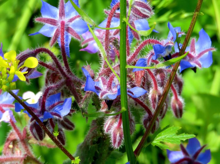 boraga, zvezdasti-cvet, boreč