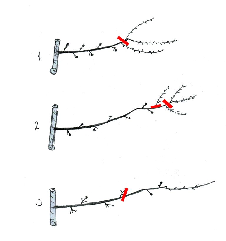 shema rezi popravljena