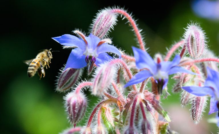 boraga, zvezdasti-cvet, boreč