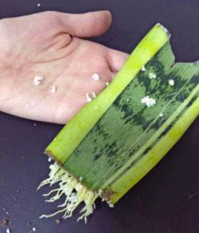 list taščinega jezika