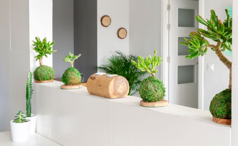 kokedama 5