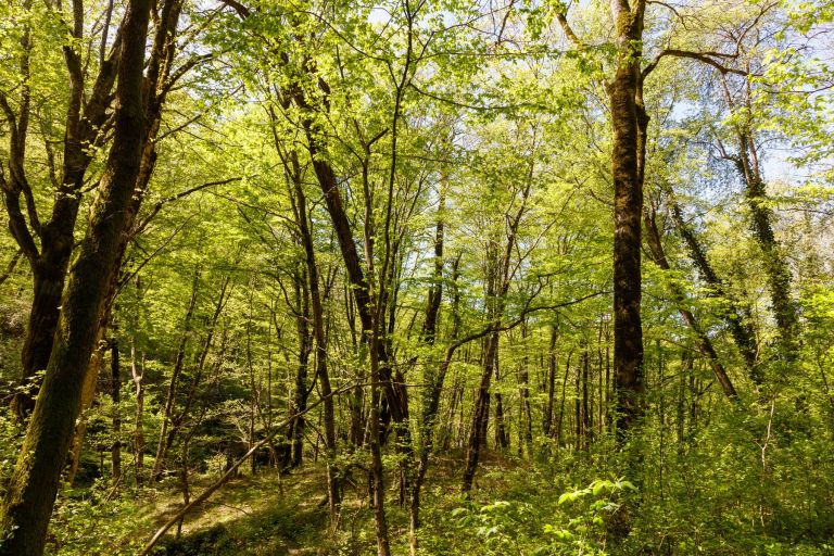 gozdni-vrt, pomurje, gozd
