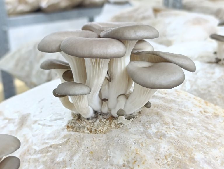 vgrow-mushroom, bukov-ostrigar, ratko-mirković