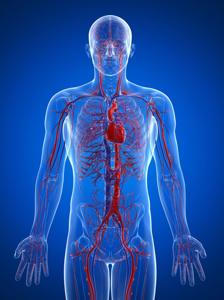 Kardiovaskularni sistem.jpg