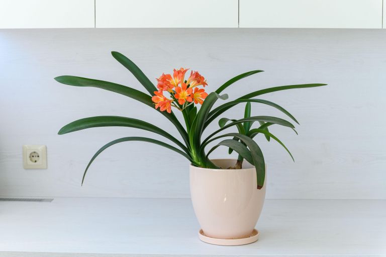 klivija, sobne-rastline