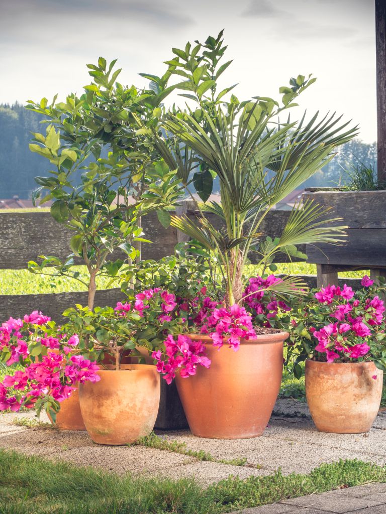 bugenvilija v posodi