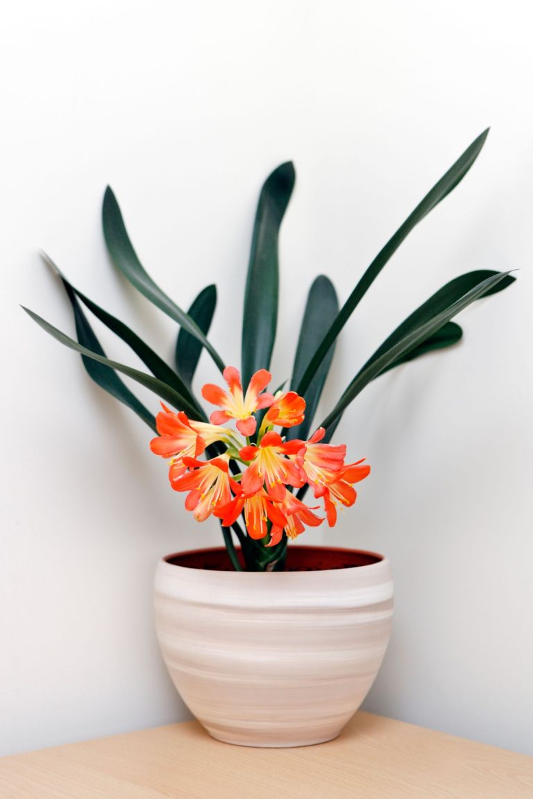 klivija, sobne-rastline