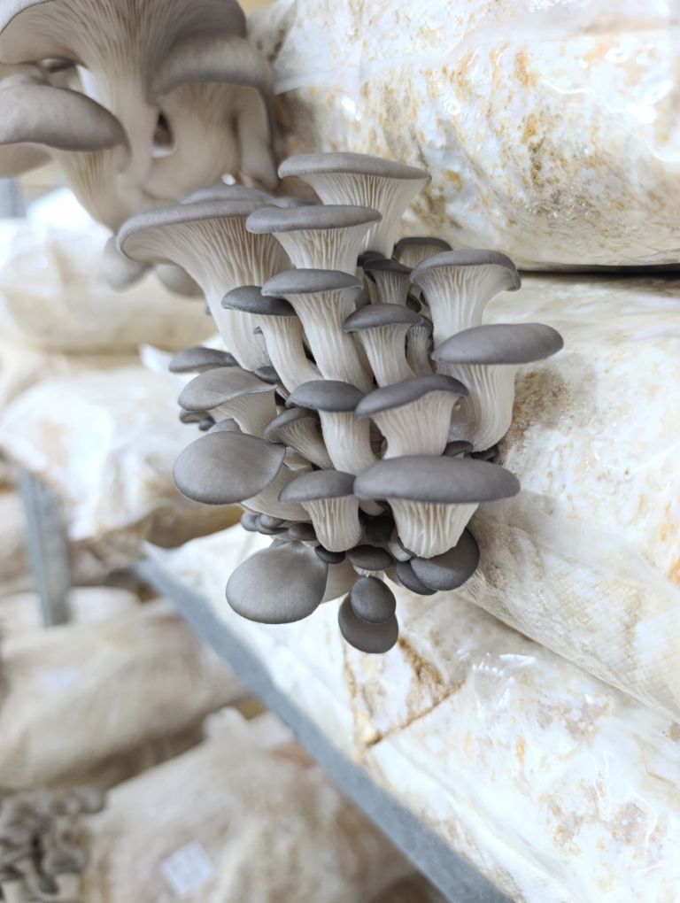 vgrow-mushroom, bukov-ostrigar, ratko-mirković