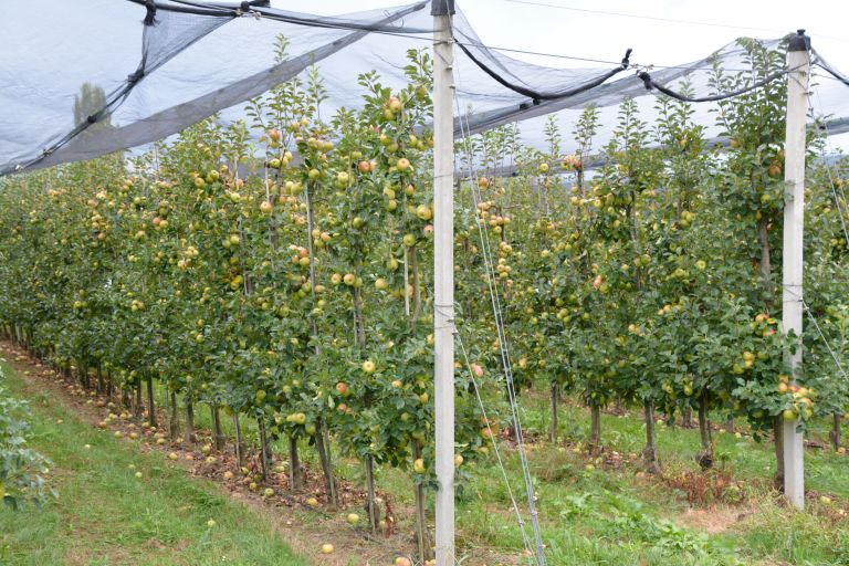 Sadovnjak jabolka protitocne mreze.JPG