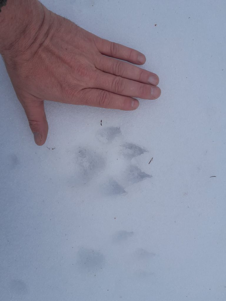 volkovi, volk, pohorje