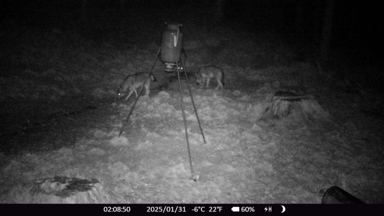 volk-na-pohorju-5jpg