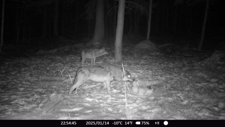 volk-na-pohorju-5jpg