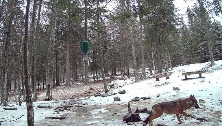 volkovi, volk, pohorje