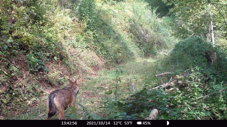 volk-na-pohorju-5jpg