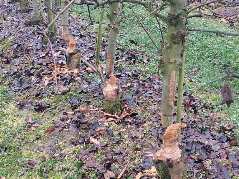 Bobri obgrizene jablane pri Korsicu.jpg