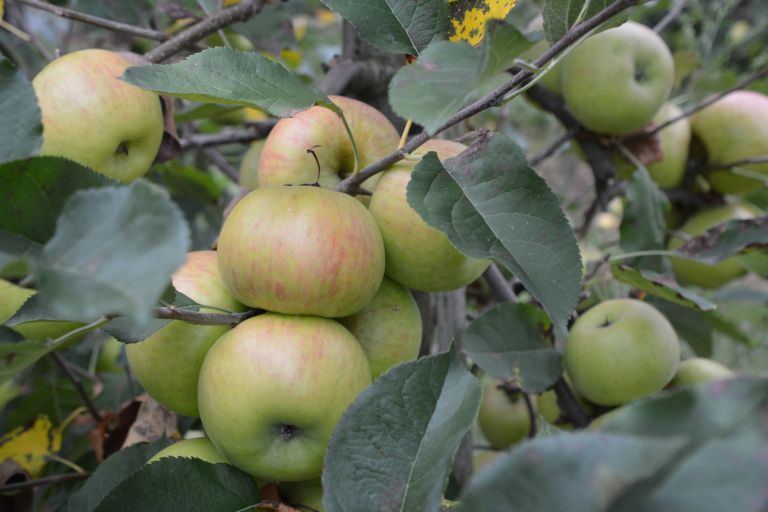 jABOLKA arhiv DL DS.JPG