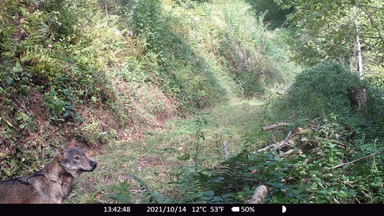 volk-na-pohorju-5jpg